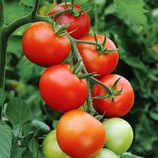 Tomato Seeds (Organic) - Floradade