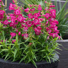 Penstemon Magenta Seeds