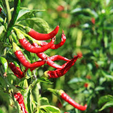 Hot Pepper Seeds (Organic) - Cayenne Long Red Thin