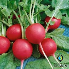 Radish Seeds - Crimson Giant