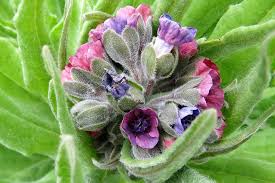 Cynoglossum Hungaricum Seeds