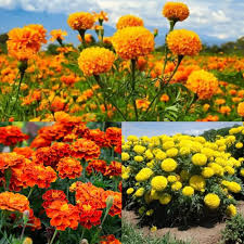 Mix Hybrid Marigold Seeds