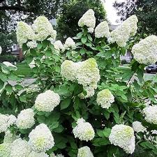 Hydrangea Panicle Seeds