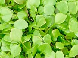 Miners Lettuce Plant Seeds for Planting