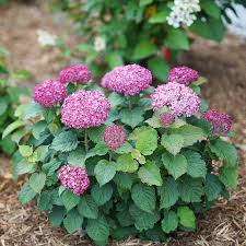 Hydrangea Invincibelle Mini Smooth Seeds