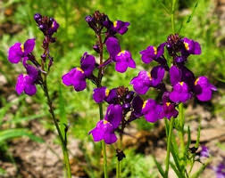 Linaria Licilia Violet Seeds