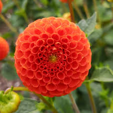 Dahlia Seeds (Pompon) - Bantling