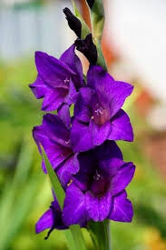 Gladiolus Flower Seeds - Purple Flora