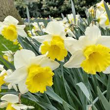 Narcissus Goblet Daffodil Seeds