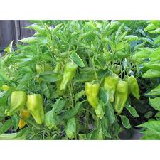 Sweet Pepper Seeds - Cubanelle