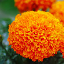 Park's Whopper Orange Marigold Seeds