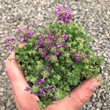 Thymus Pink Chintz Seeds