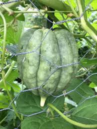 Squash (Winter) Seeds - Autumn Acorn Blend