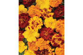 Outback Mix Marigold Seeds