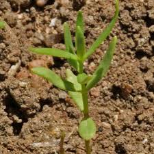 Linaria Fairy Bouquet Seeds