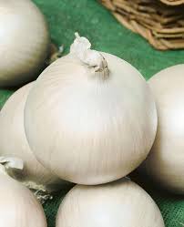 Onion Seeds (Long Day) - White Sweet Spanish