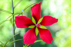 Hibiscus - Texas Star Seeds