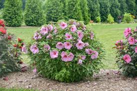 Hibiscus Summerific Lilac Crush Rose Mallow Seeds