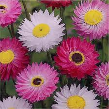 Daisy Seeds (Paper) - Giant Flowered Mix