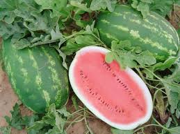 Watermelon Seeds - All Sweet