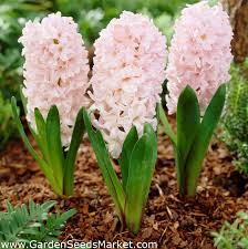 Hyacinth Seeds - Apricot Passion