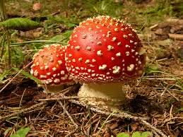 Light Brown and Red Mushroom Seeds for Planting