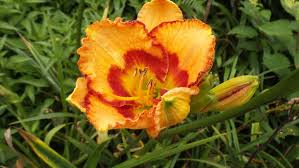 Daylily Seeds Mixed Variety for Garden and Container Planting