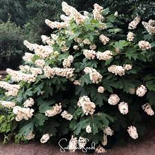 Hydrangea Oakleaf Seeds