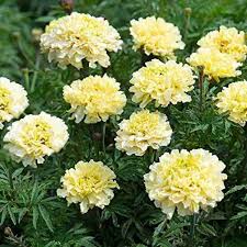 Sugar & Spice White Marigold Seeds