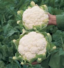 Skywalker Organic Cauliflower Seeds