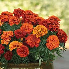 Fireball Marigold Seeds