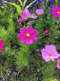 Cosmos 'Dazzler' Seeds for Garden and Container Planting