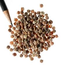 Texas Bluebonnet Seeds