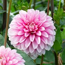 Dahlia Seeds (Decorative) - Strawberry and Cream