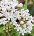 Milkweed - Swamp Milkmaid Seeds