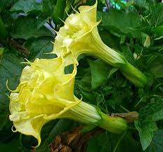 Datura Ballerina Yellow Seeds