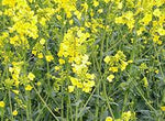 Yellow Edible Rape Flower Seeds for Planting - NON GMO Seeds Dhara Seeds