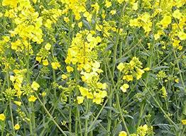 Yellow Edible Rape Flower Seeds for Planting - NON GMO Seeds Dhara Seeds