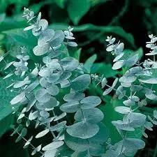 Sea Blue Eucalyptus Gunnii Plant Seeds for Planting-Heirloom & Non-GMO Seeds for planting Dhara Seeds