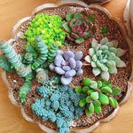 Mixed Sempervivum Hybridum Planting Seeds for Garden NON GMO Seeds Dhara Seeds
