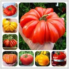 Giant Multi-Colour Heirloom Tomato Solanum lycopersicum for planting in urban garden