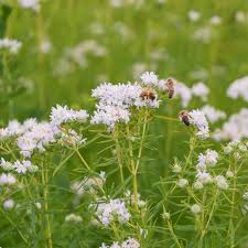 White Mountain Mint Flower Seeds for Planting - 100 seeds for planting in home garden