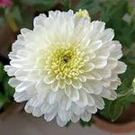 White Chrysanthemum Flower Seeds for Planting, NON GMO Seeds for planting in home garden