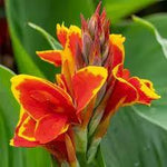 Red Golden Flame Canna Lily (Canna Indica) flower seeds for Planting - heirloom and Non-GMO garden seeds for planting in home garden