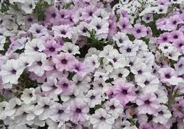Petunia Tidal Wave Silver Flower Seeds for Planting - Heirloom, NON-GMO, Spreading Garden Blooms for planting in home garden