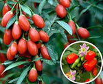 Goji Berry Lycium barbarum seeds for planting in home garden