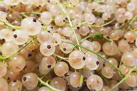 White currant fruit seeds Ribes rubrum