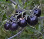 Black Cherry Tomato Solanum lycopersicum for planting in urban garden