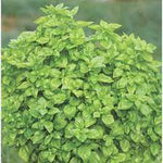 Dixie Lee Squash Cucurbita pepo seeds for garden planting