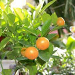 Calamondin orange Citrus microcarpa seeds for containers